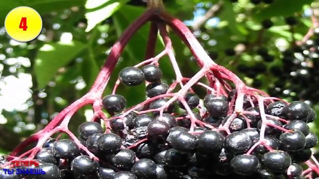 ПРОЩАЙТЕ Летающие КРОВОСОСЫ! Простой СПОСОБ Избавиться От КОМАРОВ..!