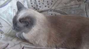 У нас новая кошка!