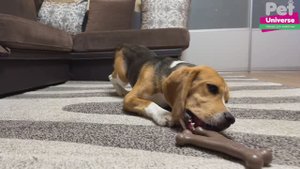 PU8005 Игрушка для собак Pet Universe Кость Y-образная жевательная 17х11 см