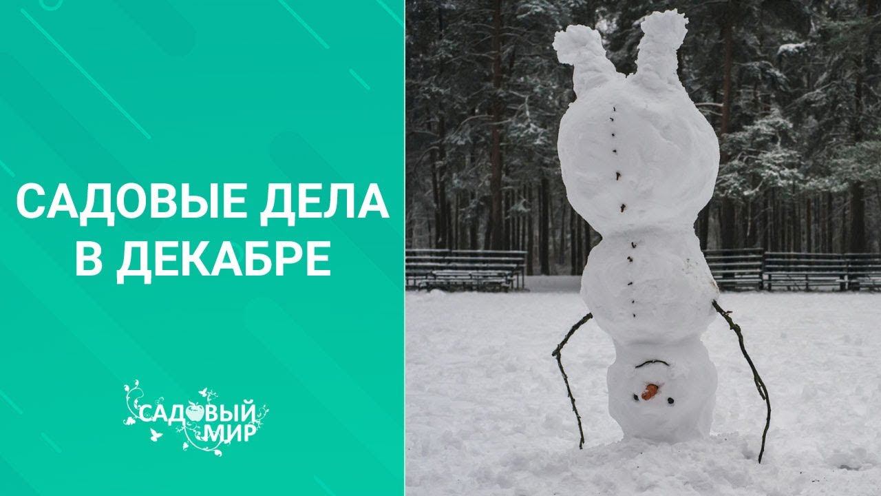 Сад в декабре. Не пропустите важные дела! смотреть онлайн