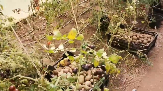 ВСЁ! Я не знаю КОГДА у меня БУДУТ СЕМЕНА! смотреть онлайн