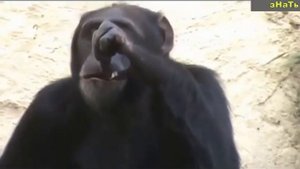 РЖАЧЬ! Как обезьяны ведут себя перед камерой!
