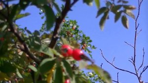 Кустарники для Сибири. Шиповник Роза Ругоза осенью. Сад ORION