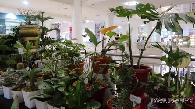Come with me: Popup shop Plant tour | Cebu City, Philippines | August 2019 | ILOVEJEWELYN смотреть онлайн