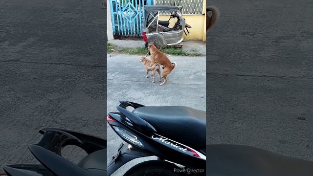 Mating Street Dog #dog #shortvideo #doglover #animallover #streetdog #puppy #farm