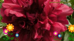 Пион молочноцветковый Мсье Мартен Каюзак. Краткий обзор paeonia lactiflora Mons Martin Cahuzac