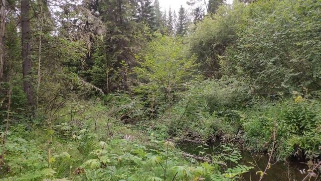 Рыбалка на хариуса в таëжной речке смотреть онлайн