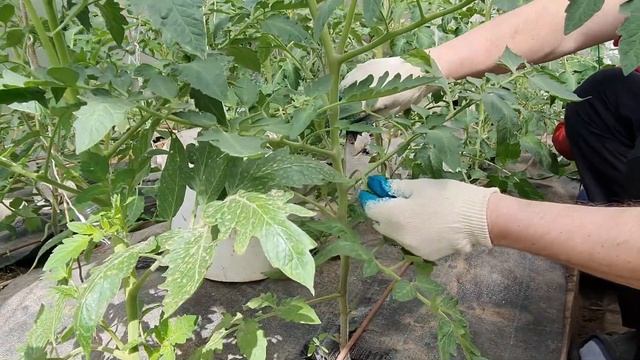 Томаты  Пасынкование, обрезка, подвязка