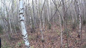 Охота на зайца с Русской гончей осенью. Охота с иж-27.