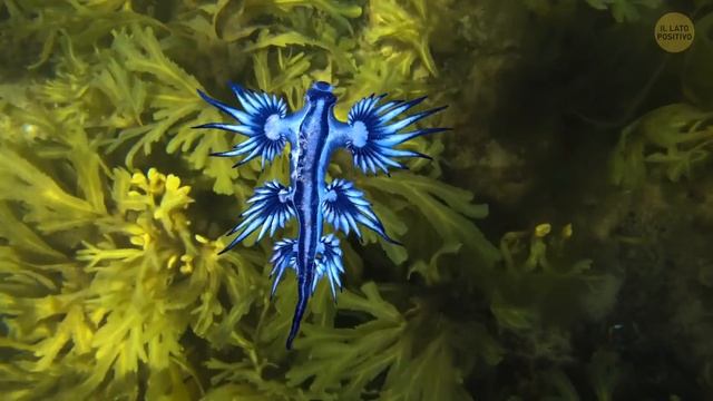 Le creature marine che fanno battere il cuore dei subacquei смотреть онлайн