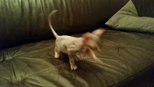 Bibi Blue don sphynx смотреть онлайн