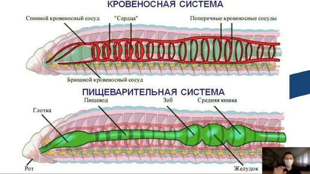 Беспозвоночные: краткий обзор