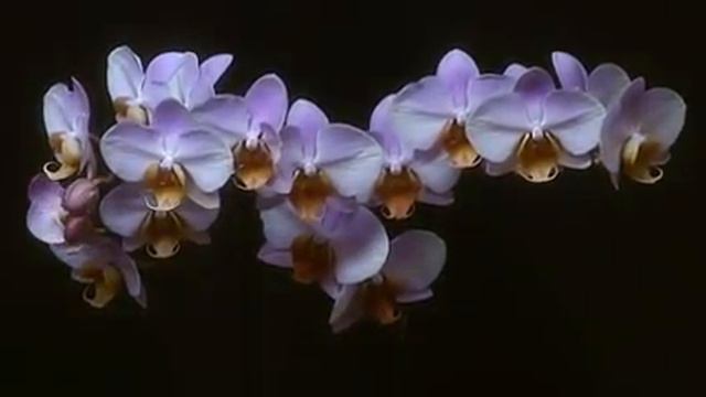 Bloeifilm chengdu смотреть онлайн