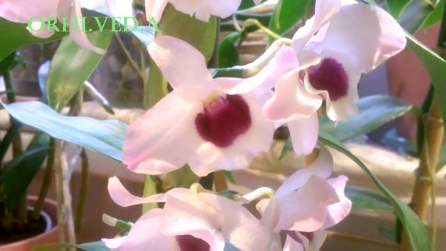 ОРХИДЕЯ _ Дендробиум Нобиле "Dark Eye "_ Уход простой _ смотреть онлайн