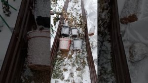 Готовлю к зиме метельчатые гортензии, укрываю молодые саженцы 28 октября 2023 г.
