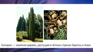 "Деревья, кустарники, травы", Окружающий мир 1 класс, с.72-75, Планета знаний.