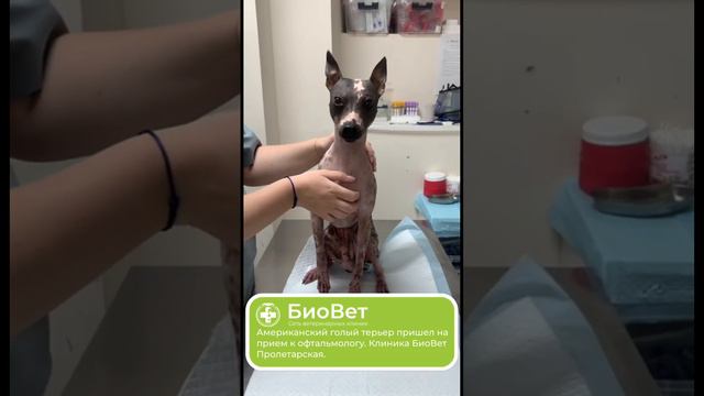 Американский голый терьер пришел на прием к офтальмологу. Клиника БиоВет Пролетарская.