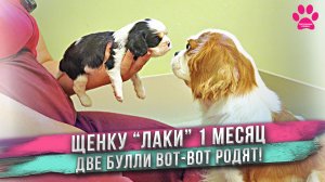 Что произошло с щенком Леди? Дюма и Ласка готовы рожать!