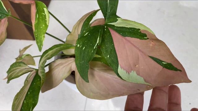 പുതിയ 7 Varieties കോമ്പോ ഓഫർ Only 750  |  Top 25 Syngonium Varieties With  Names