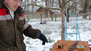 Как я обрезаю деревья в ноябре, в частности, грушу. Блог о даче.