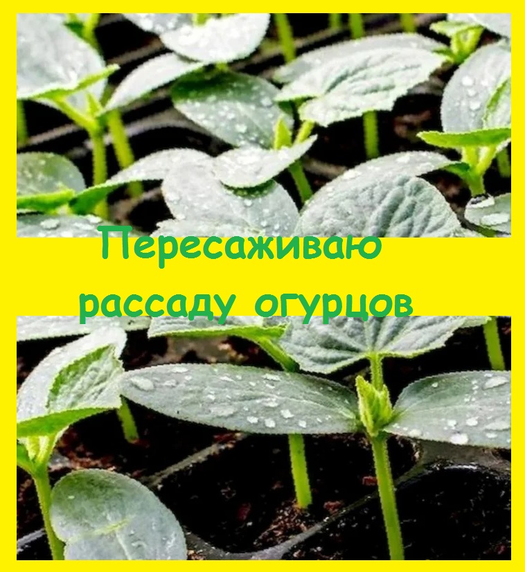 Огурцы 28 декабря дали первые настоящие листья, пересаживаю их в большие емкости