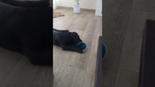 любимая еда Кане Корсо.... смотреть онлайн