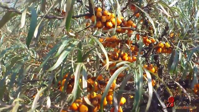 As a growing sea buckthorn Как растет облепиха смотреть онлайн