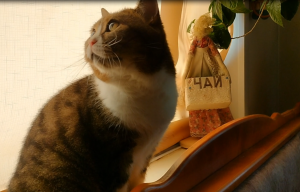 Британский кот хочет что нибудь украсть, а нечего.