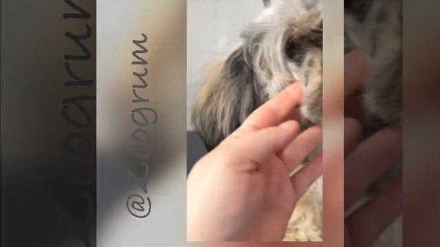 Стрижка помесной собачки(шитцу + йорк). До и после. Финал . Салон Зоогрум смотреть онлайн