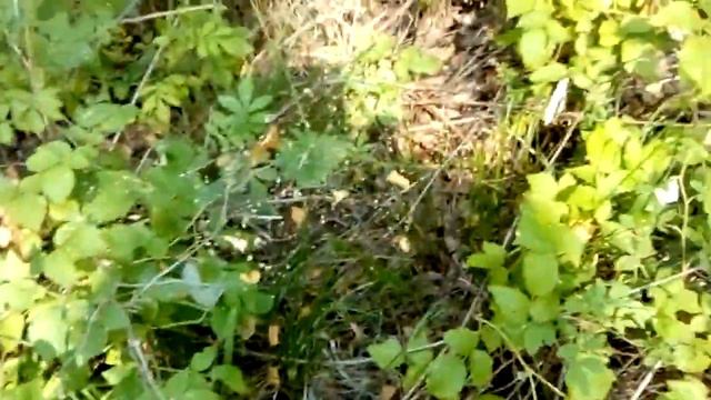 Вспоминаем лето, приехали в лес посмотреть малину. смотреть онлайн