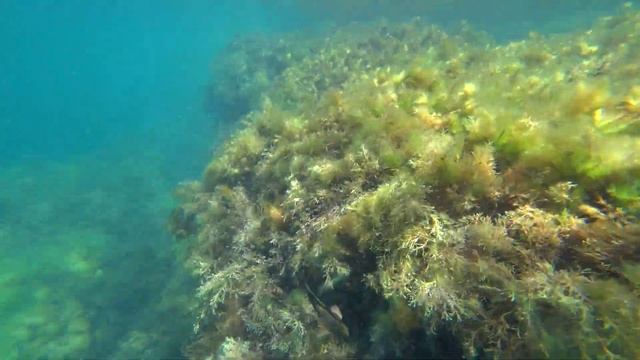 На креветку клевать перестало и мы насадили на крючок ЕГО ! Морская рыбалка в Крыму+#подводноевидео