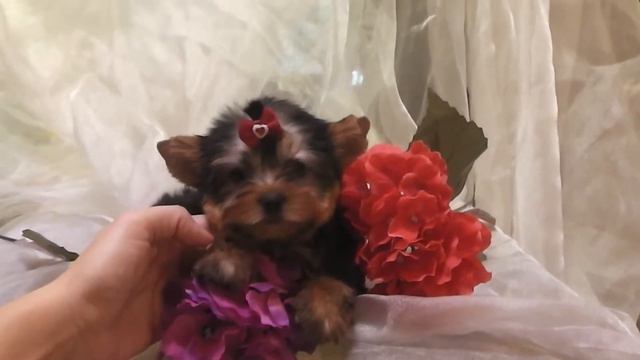 щенок йоркширского терьера мини смотреть онлайн