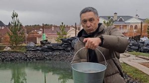 Запускаем в пруд «ручную рыбу». Карпы кои - зарыбление пруда декоративной рыбой