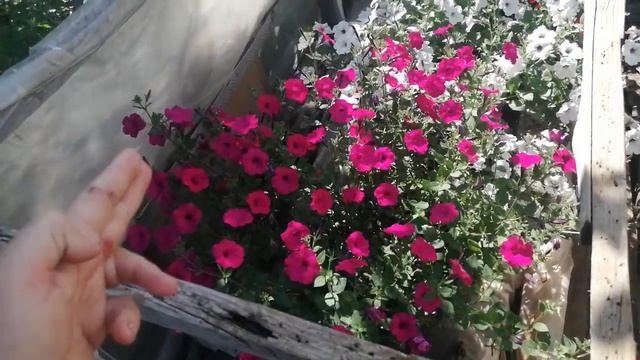 Тайдал Вейв: супер петуния ? смотреть онлайн