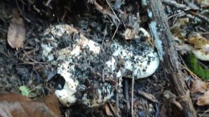 МНОГО ГРИБОВ: впервые попался тополевый (осиновый) груздь