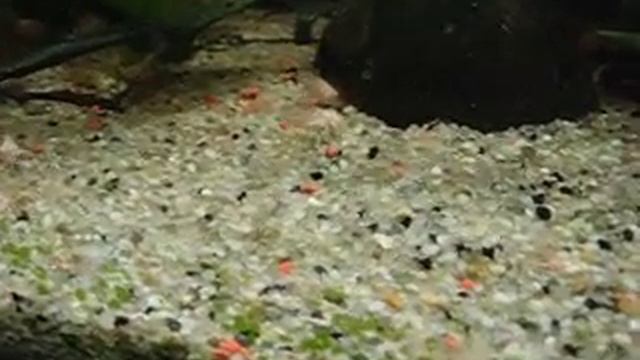 corydoras aeneus albino смотреть онлайн