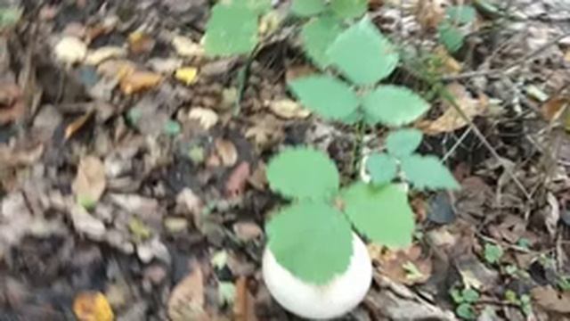 ?Много грибов. Грибная осень 2021! ? смотреть онлайн