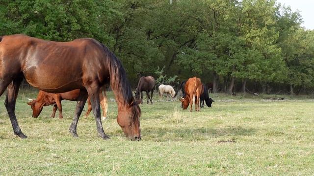 Жеребенок знакомится с кобылой будущая невеста Влюбленные лошади