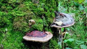 Грибные тропы Кузбасса