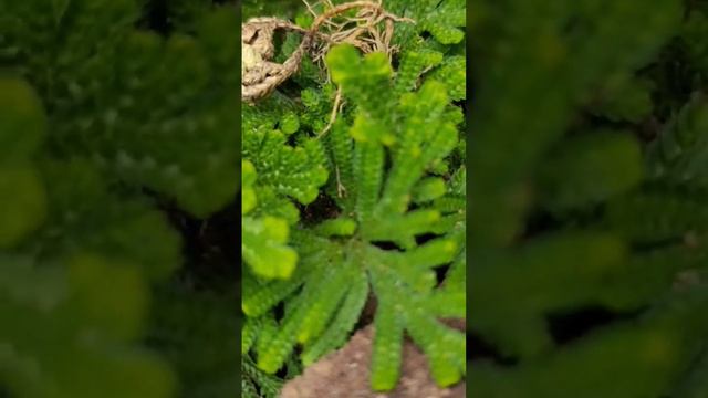 संजीवनी बूटी#Pteridophyt #Fern #Hetrosporus #Selaginella#nature Selaginellaceae #2023 #botany#flora