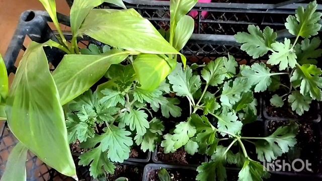 короткий обзор рассады на даче, конец апреля. смотреть онлайн