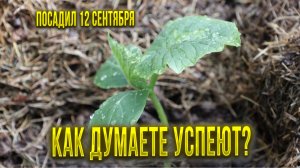 Что будет, если посадить огурцы в сентябре