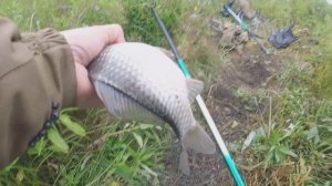 Караси на поплавочку в августе.