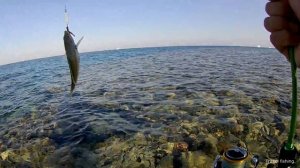 Рыбалка в Хургаде с берега часть 2 / Rock fishing in Hurgada from the coast part 2