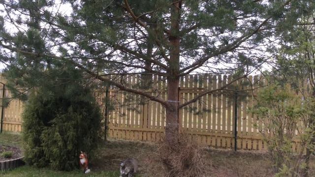 Братья Ведуновичи. Ура. мы приехали на дачу. смотреть онлайн