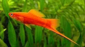 МЕЧЕНОСЦЫ - СОДЕРЖАНИЕ, УХОД,РАЗМНОЖЕНИЕ