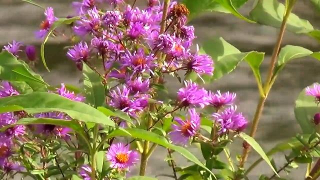 ЦВЕТЫ,ГРИБЫ,ПОМИДОРЫ,СОБАКА.Берег р.Сочи.mp4 смотреть онлайн