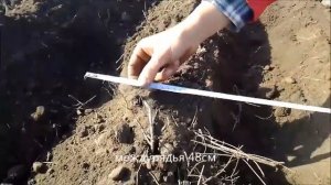 Посадка озимого чеснока , это просто! с помощью мототрактора или мотоблока