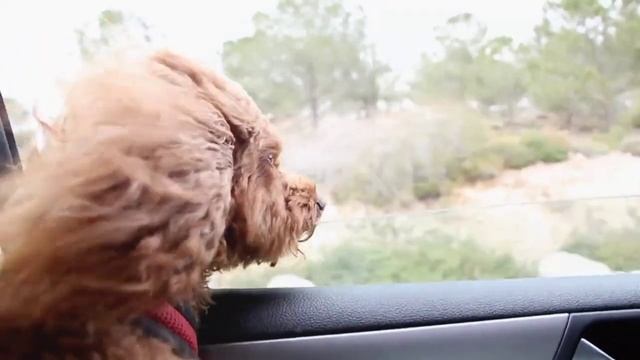 С Днём Автомобилиста! смотреть онлайн