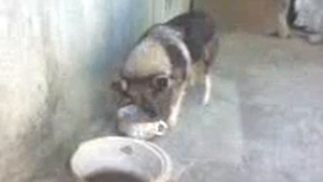 Осторожно злая собака (Видео 45) смотреть онлайн